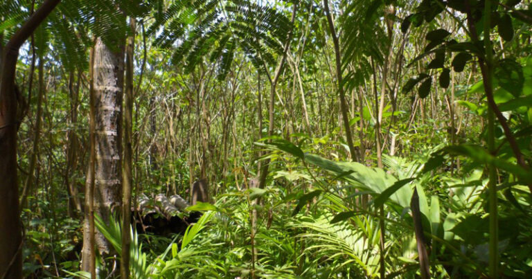 Leia mais sobre o artigo Cidade Universitária ganha nova área de reserva ecológica