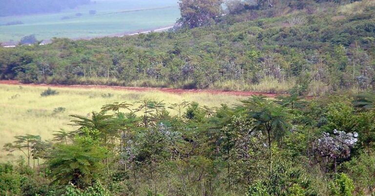 Leia mais sobre o artigo Documentário premiado sobre a criação da Floresta da USP será exibido no Dia Mundial do Meio Ambiente